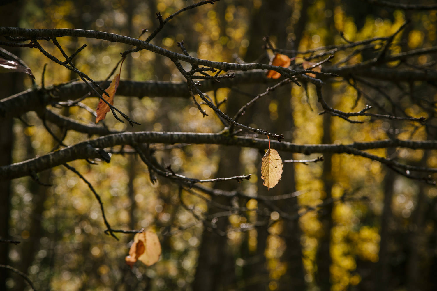 hojas arboles cayendo en otoño